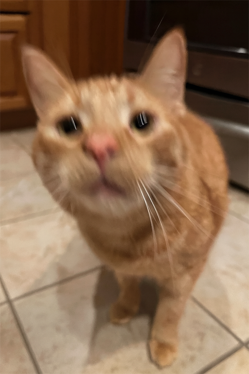 Blurry photo of a cat where facial details are unclear — a common mistake that prevents a high-quality custom pet portrait at Pincel Pencil.