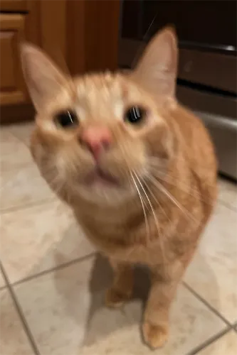 Blurry photo of a cat where facial details are unclear — a common mistake that prevents a high-quality custom pet portrait at Pincel Pencil.