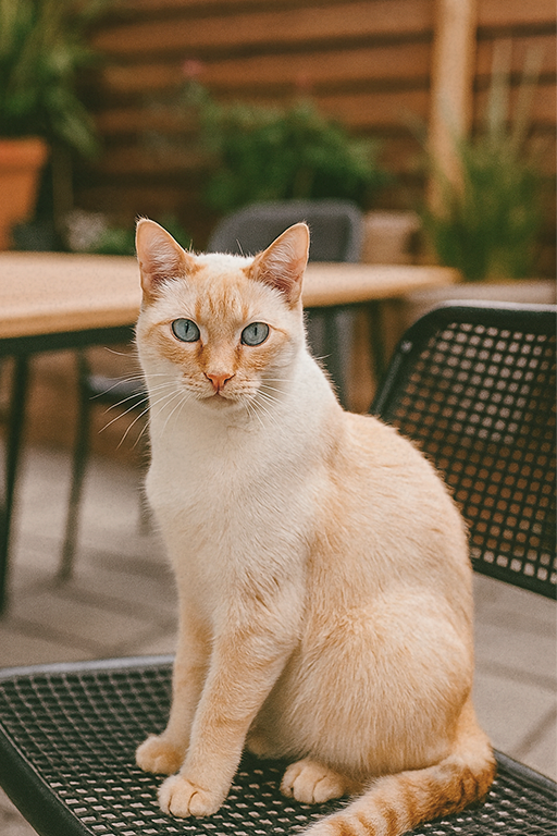 Cat sitting outdoors with eyes facing the camera, full face visible, and natural lighting — an ideal photo example for a custom digital pet portrait at Pincel Pencil.